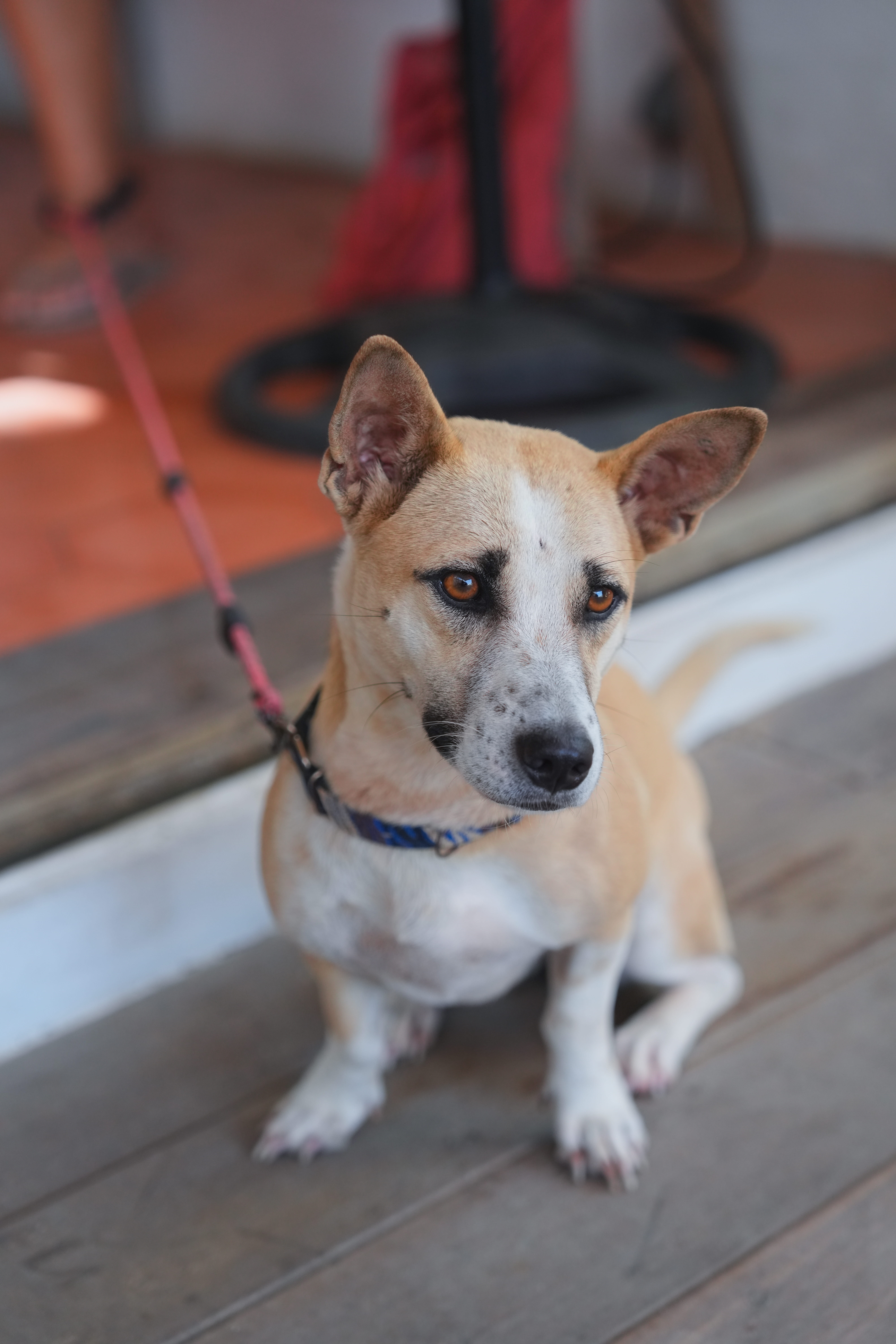 Cute Dog