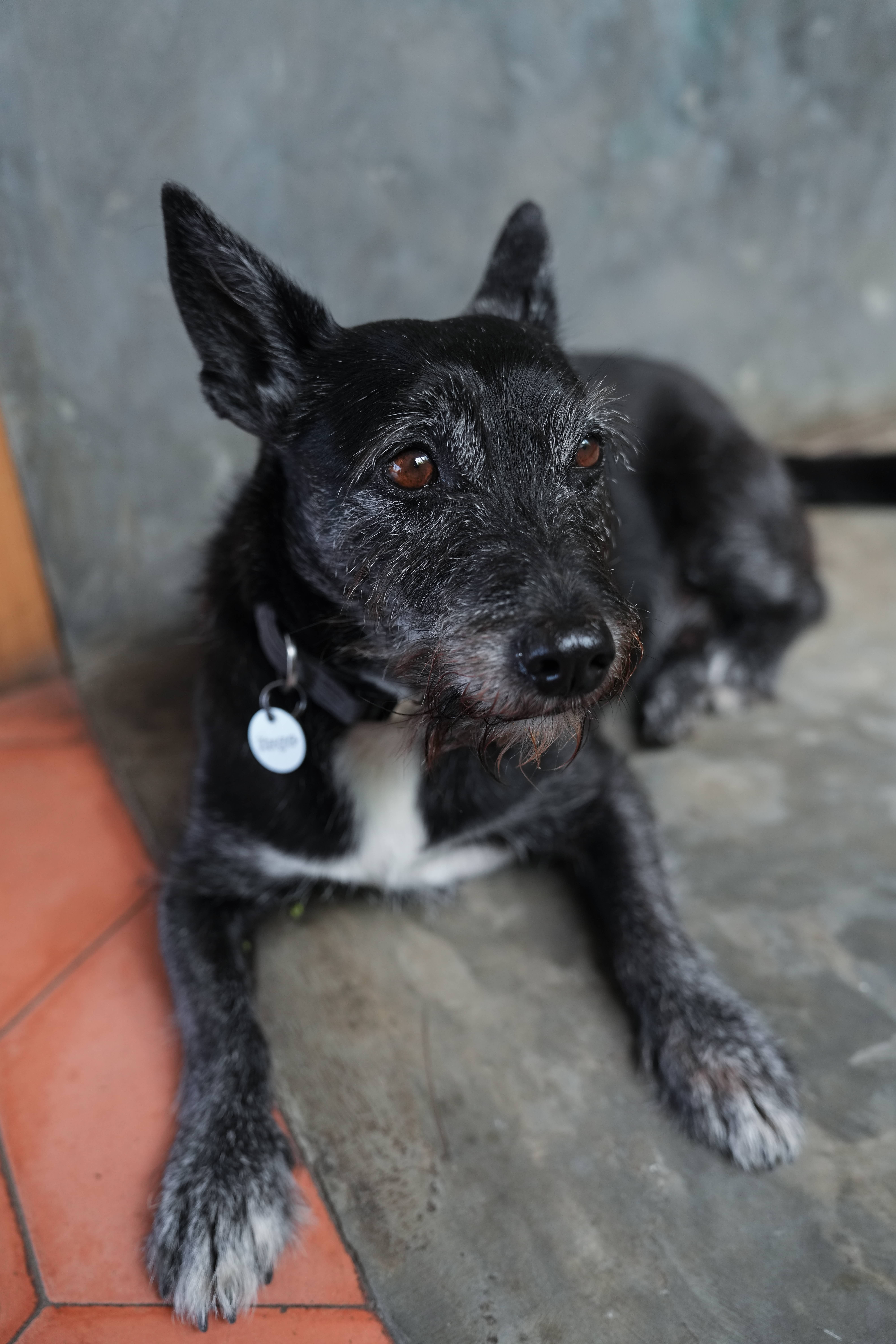 Cute Dog