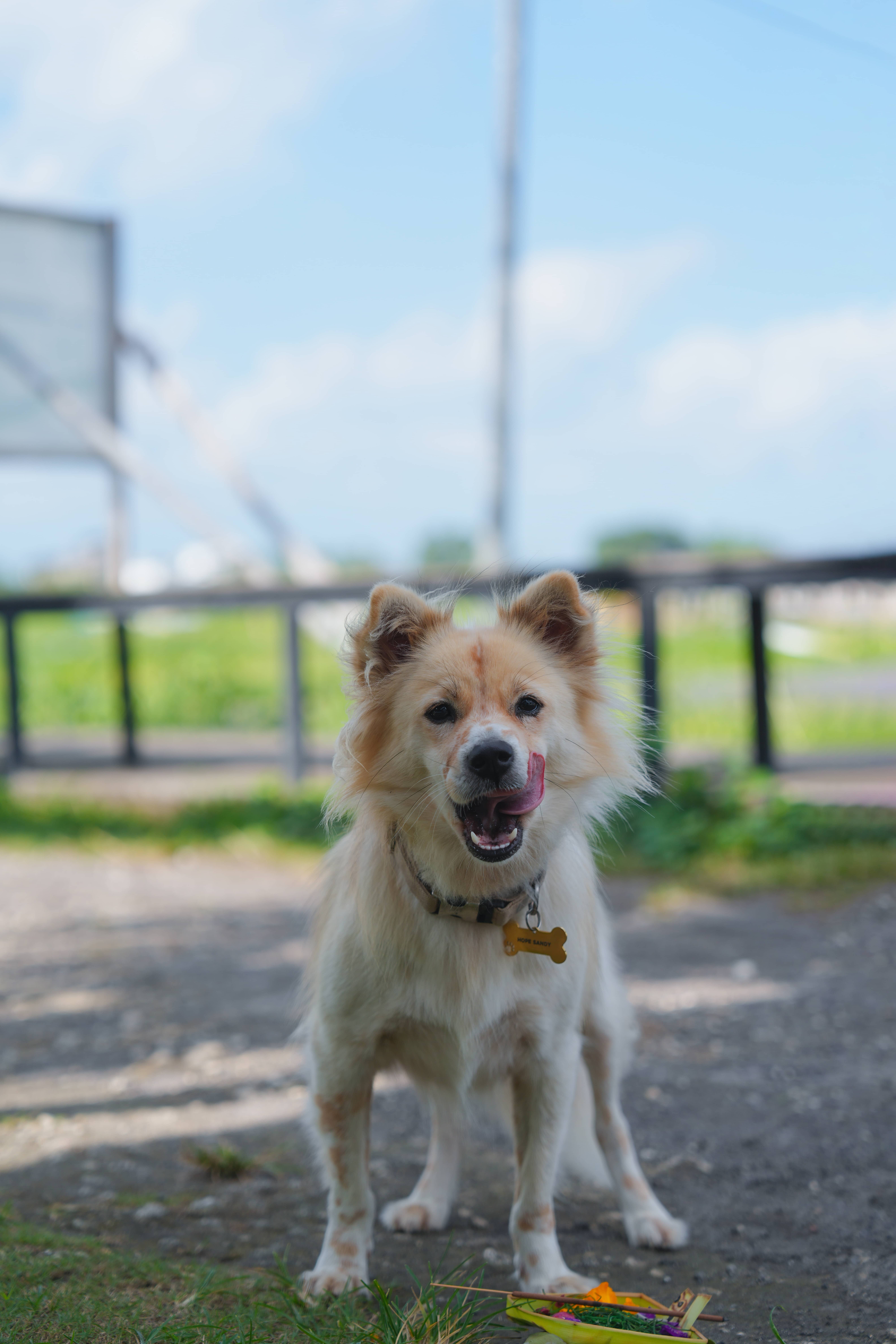 Cute Dog