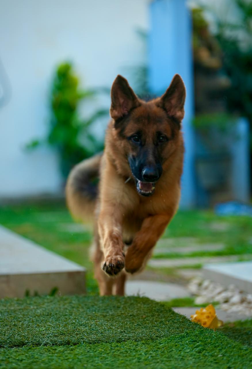 Dog photography session by The HH Pack